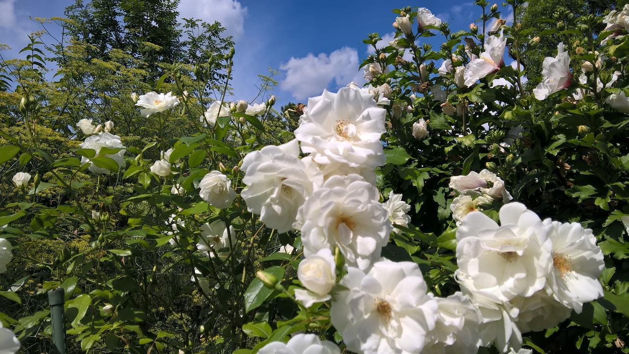 Das Kleine Hotel Iphofen, Fruehstueckszauber, No Waste, Nachhaltig, Nahe Aller Weingueter, Knauf Gips Kg Und Connekt, Kleines Secret Mit Garten & Terrassen, Tv Mirrorring, 55" Tv, Fine Dining, Hunde Willkommen 외부 사진